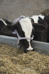 A Cow Feeding at a Dairy Farm