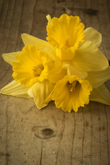 narcissus bouquet on wooden table
