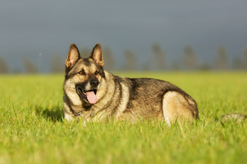 Adult German Shepherd Dog
