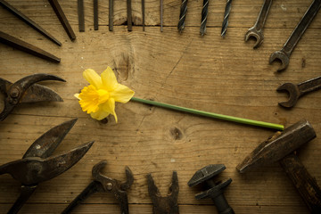 old retro used tools with narcissus