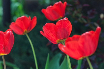 Blooming tulips on the flowerbed