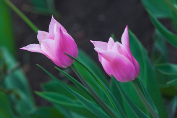 Obraz na płótnie Canvas Two pink tulips with sharp petals