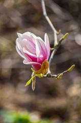 magnolia flower in sunlight