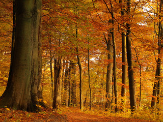 Fototapeta premium autumn colorful forest