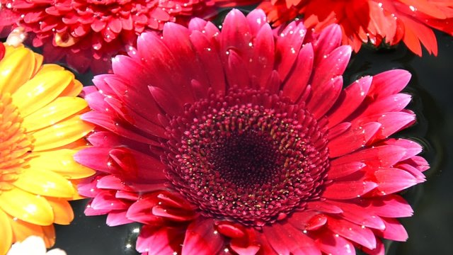 Bunte Blumen im Wasser