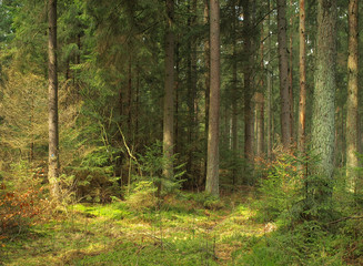 Obraz premium Old, green spring forest