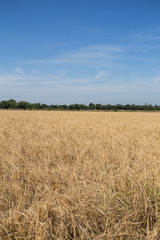 Golden paddy rice field ready for harvest