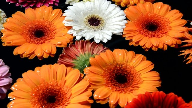 Bunte Blumen im Wasser