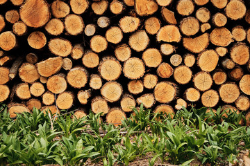 Timber background
