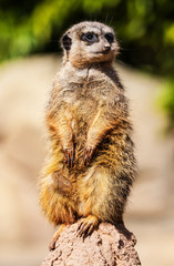merkat suricata sitting and watching some predator