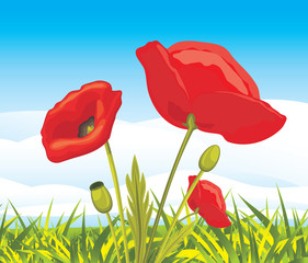 Blooming red poppies on a landscape