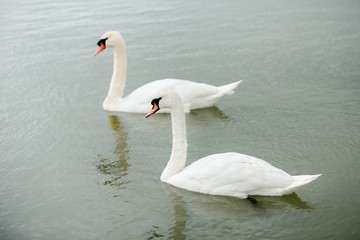 Fototapeta premium Swan swimming with ducks