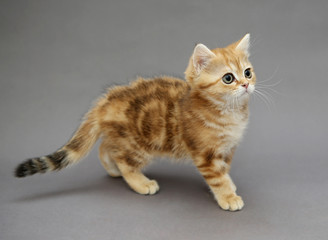 Obraz premium Little British red kitten with big eyes