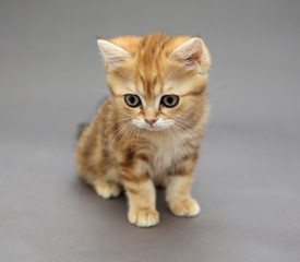 Little British red kitten with big eyes
