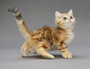 Little British red kitten with big eyes