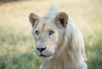 White Lion