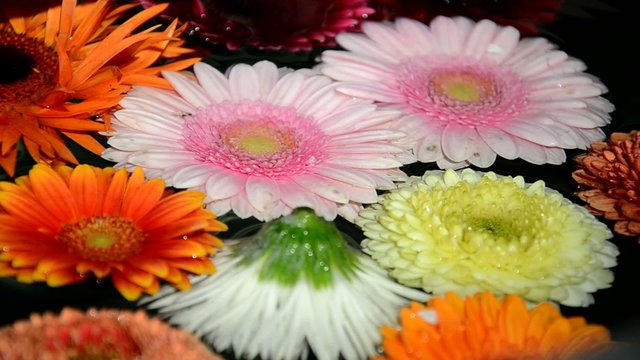 Bunte Blumen im Wasser