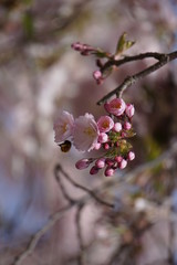 Pink cherry blossoms