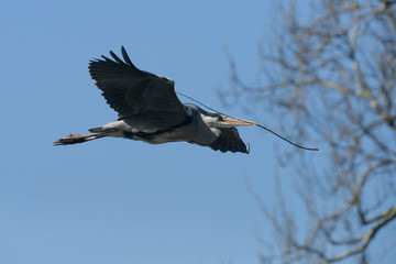 Grey Heron, Ardea cinerea
