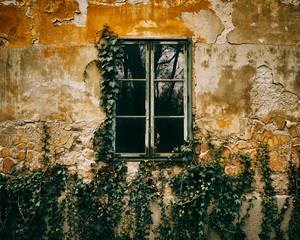 Old window ivy background