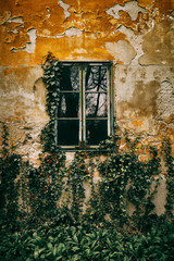 Old window ivy background