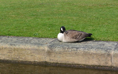 Wildlife by the canal