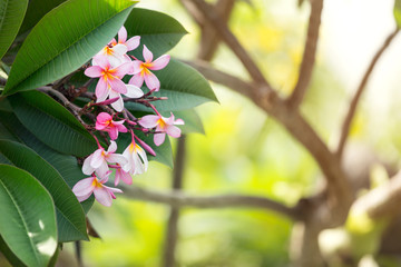 tropical flower frangipani © luckybusiness