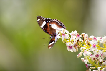 Cute butterfly standing on a branch