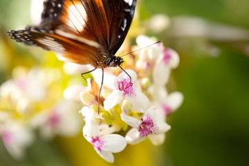 Beautiful butterfly with elegant patterns