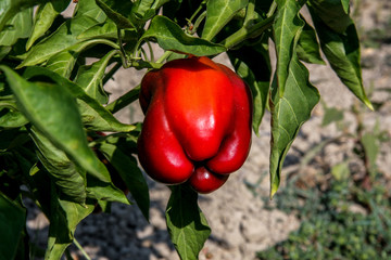 Rote Paprika