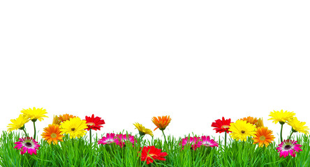 Blumen bunte Freisteller Karte