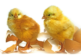 two newborn chickens