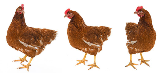 a brown hen isolated on a white background