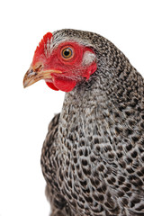 portrait of a hen isolated