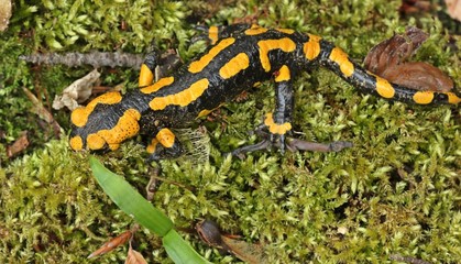 Feuersalamander im Nationalpark Kellerwald
