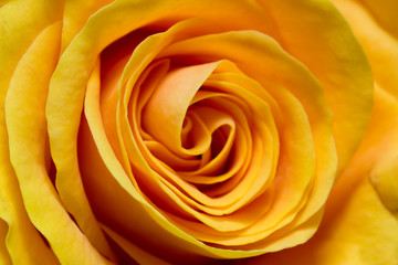 Fototapeta na wymiar Yellow rose closeup
