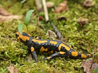 Feuersalamander im Nationalpark Kellerwald