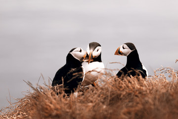 Puffins
