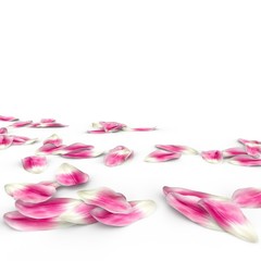 Tulip petals fall to the floor