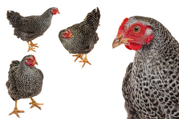 portrait of a hen isolated