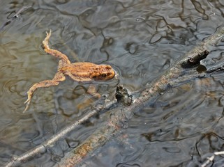 Männliche Erdkröte im Teich