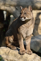 Puma © massimhokuto