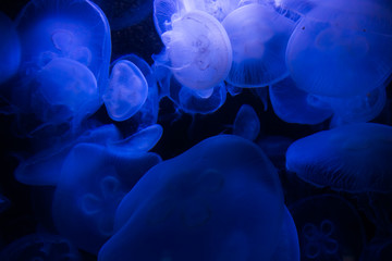 jellyfish in blue water