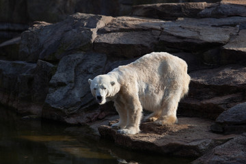 White Polar Bear