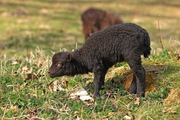 Neugeborenes Bretonisches Zwergschaflamm