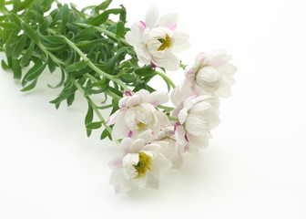 Fototapeta premium 花かんざし