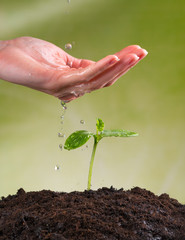 Woman hand watering young plant