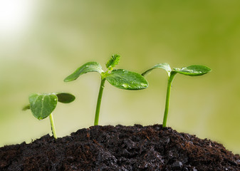 Young plants in earth, concept of new life