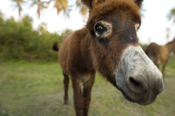 Baby Donkey Cute Face