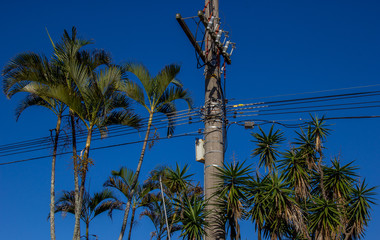 Eletricidade e árvores